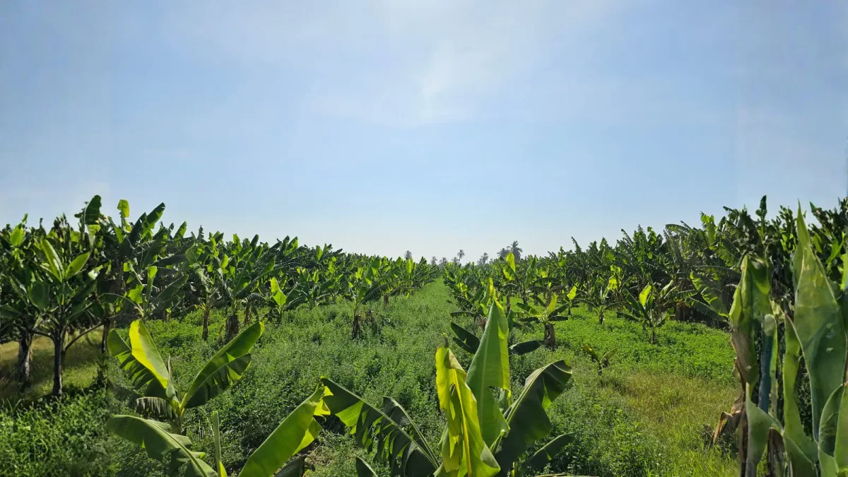 Solutions Background